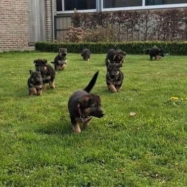 Duitse herder pups, België, Fokker | Hobbymatig, 8 tot 15 weken, Meerdere