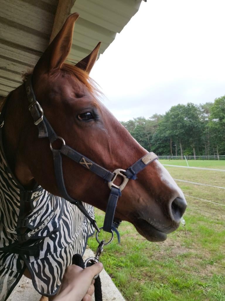 Mooie ZangersHeide merrie, Dieren en Toebehoren, Merrie