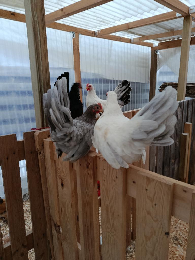 chabo krielen en vele andere rassen ACTIE 4+1 GRATIS, Dieren en Toebehoren, Pluimvee, Vrouwelijk, Kip