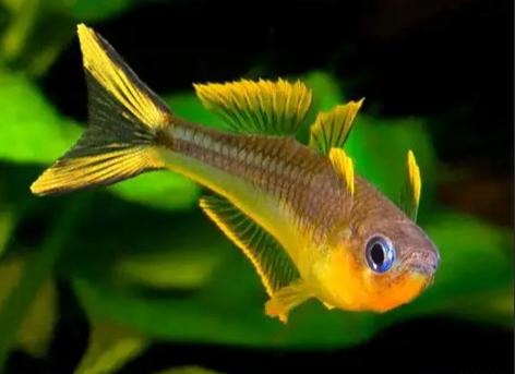 Pseudomugil Furcatus (kweekrijp), Animaux & Accessoires, Poissons | Poissons d'aquarium