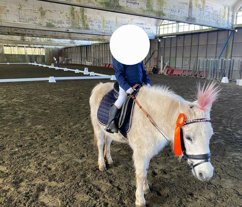 B pony, Poney B (1.17 m à 1.27 m), 11 ans ou plus, Débourré, Poney de récréation