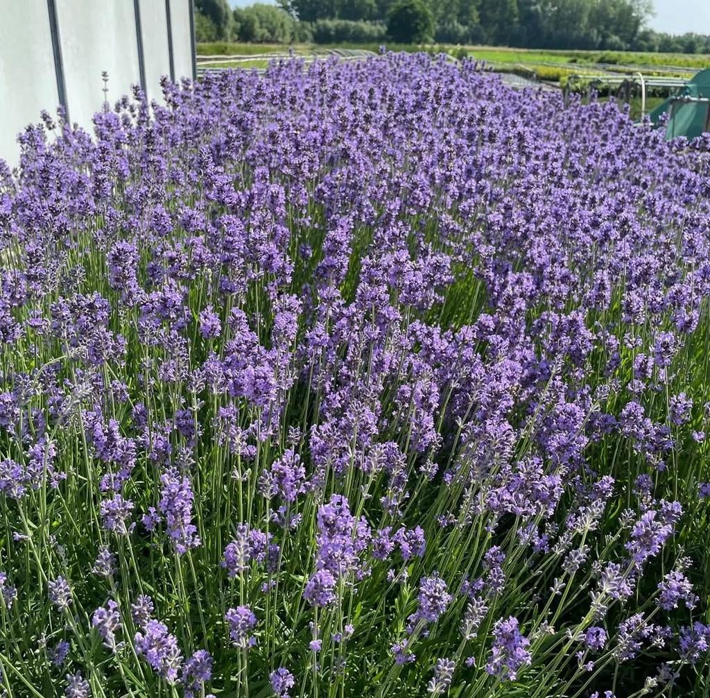 ‼️lavendel aan promoprijzen ‼️, Tuin en Terras, Planten | Tuinplanten, Ophalen