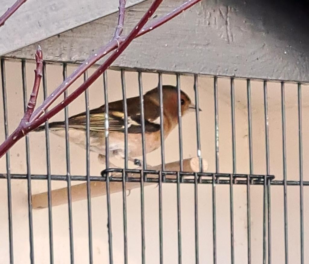 Vink, Mannelijk, Wildzangvogel, Geringd