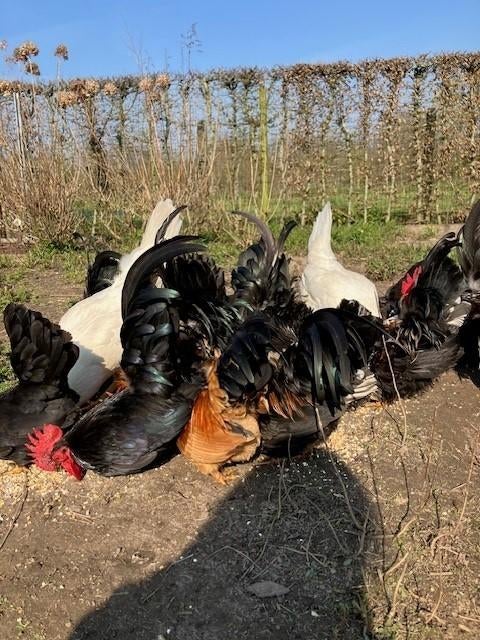 CHABO haantje(s) - zelf uit te kiezen, November