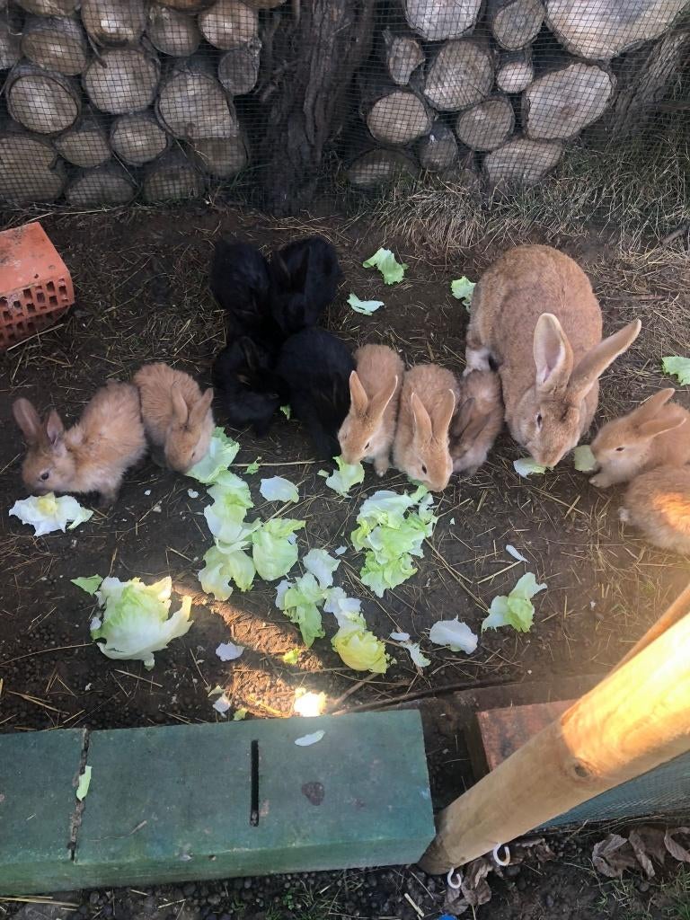 Duitse reuzen, Plusieurs animaux, Grand, 0 à 2 ans