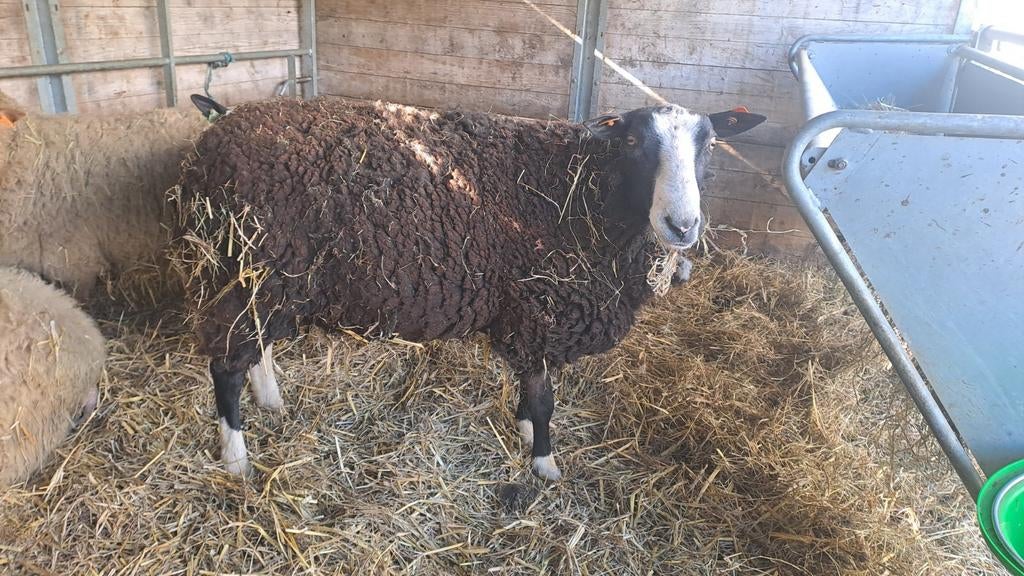 Bélier Zwartbles 2023, Mâle, Mouton, 3 à 5 ans