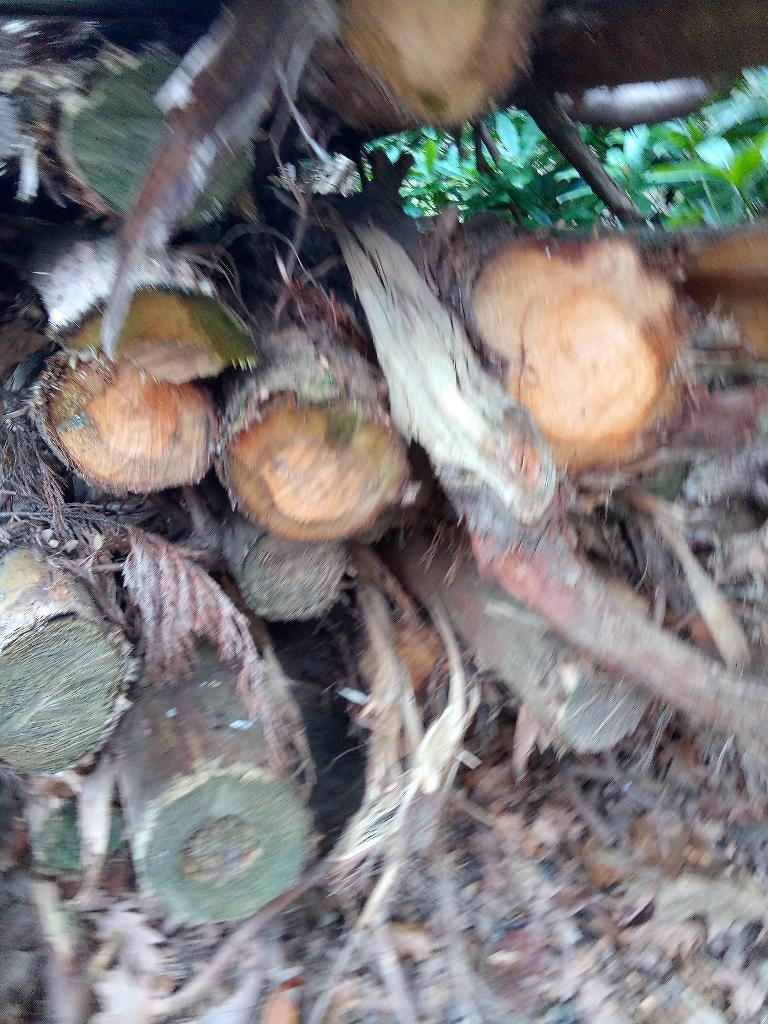 Brandhout , stookhout droog stammen, Tuin en Terras, Ophalen, Stammen