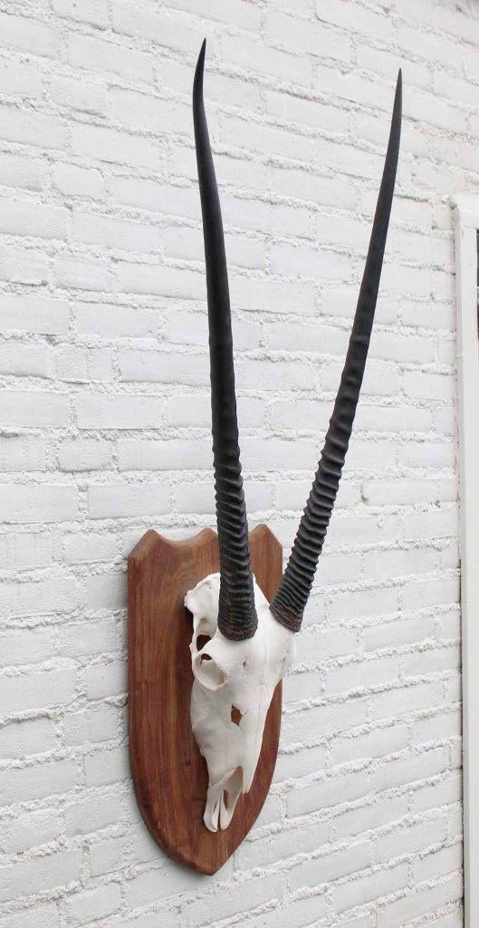 Grote SPIESBOK / ORYX op houten schild - ref. E (gewei), Ophalen of Verzenden, Gebruikt, Wild dier, Gewei of Kop