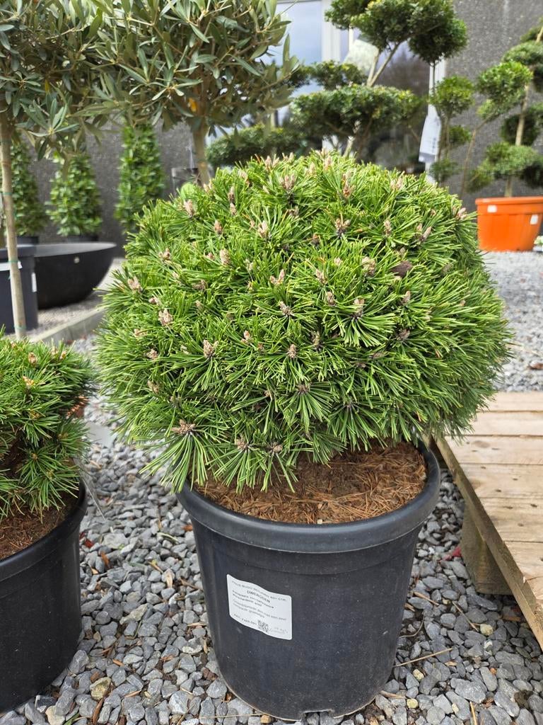 Pinus Mugo Benjamin, Tuin en Terras, Ophalen, Halfschaduw