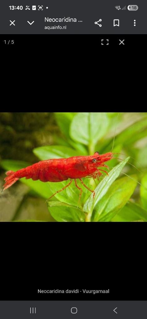 Vuurgarnalen, Dieren en Toebehoren, Vissen | Aquariumvissen, Kreeft, Krab of Garnaal, Zoetwatervis