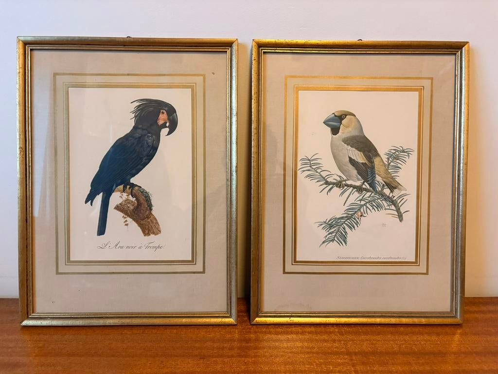 Vintage Exotische Vogelprenten, Antiquités & Art, Enlèvement