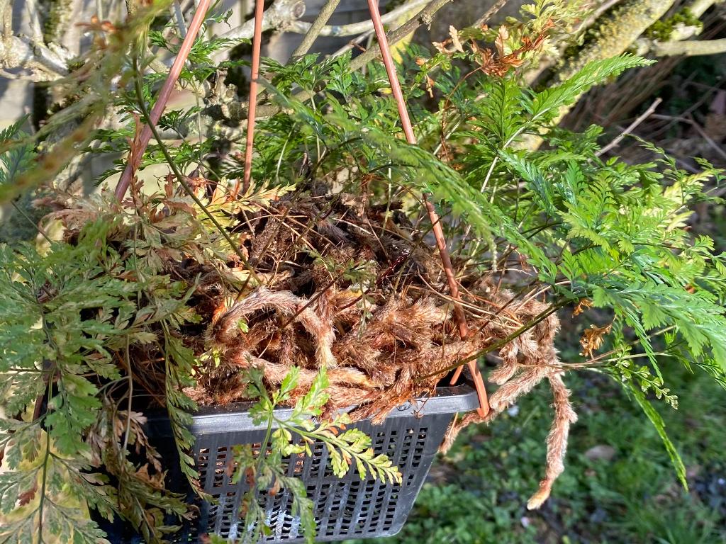 Fougère :patte de lièvre achetée en 20 19, Enlèvement ou Envoi, Fougères, Mi-ombre