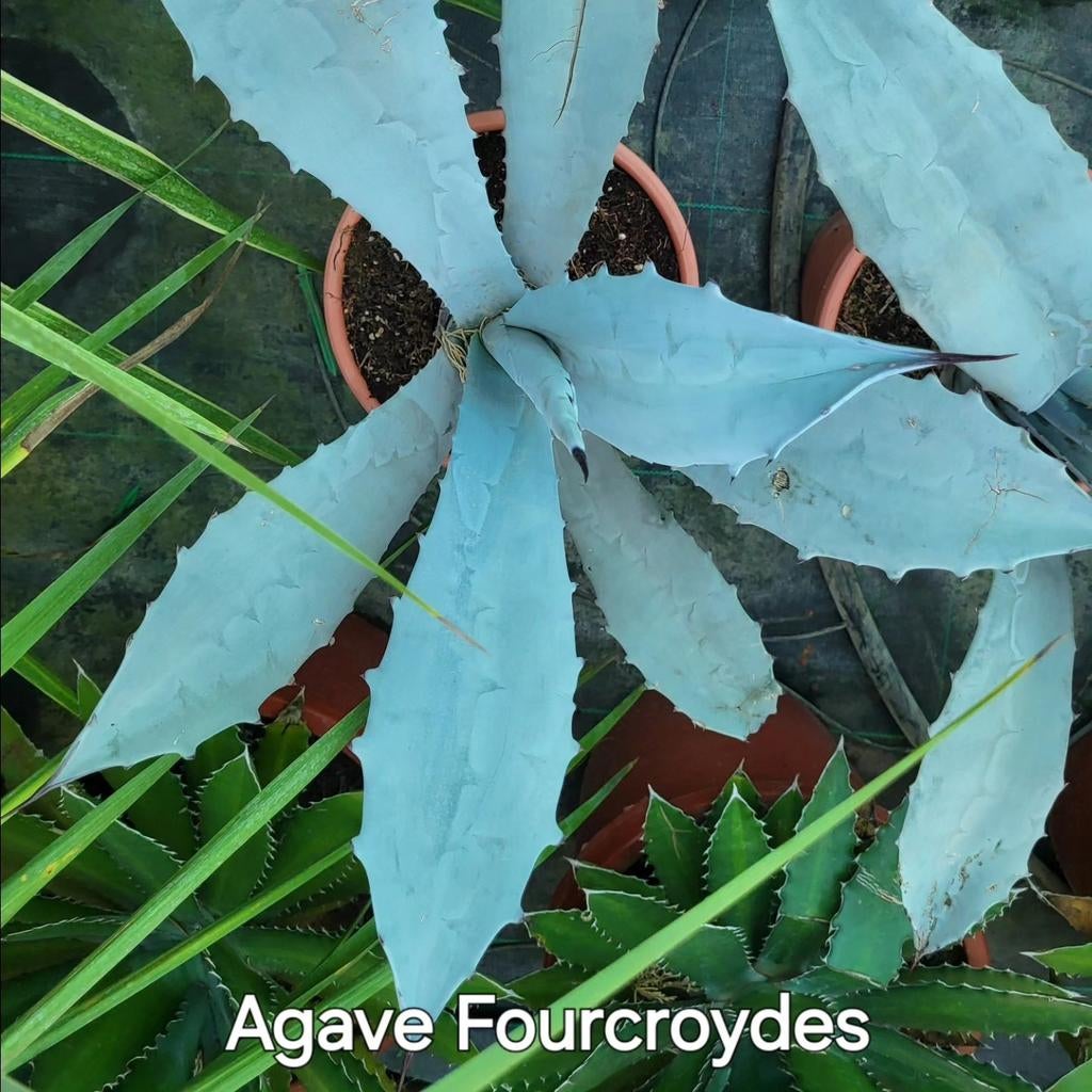 Agave Fourcroydes, Tuin en Terras, Planten | Tuinplanten, Ophalen of Verzenden