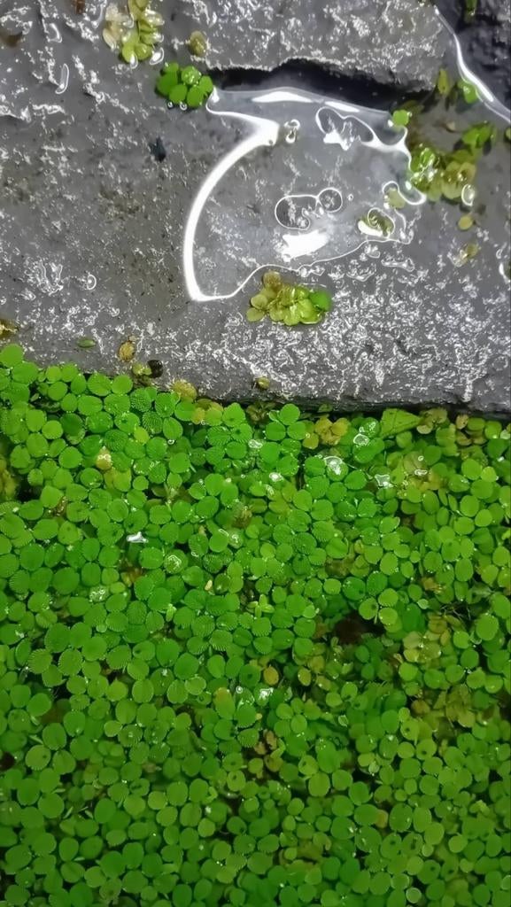 Lentilles d'eau SALVINIA MINIMA, Jardin & Terrasse, Enlèvement, Neuf