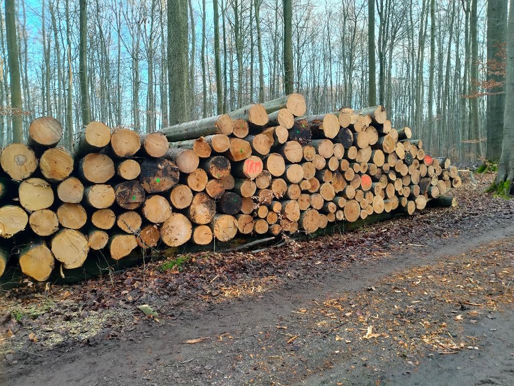 beuken brandhout, 6 m³ ou plus, Enlèvement ou Envoi, Hêtre, Troncs d'arbres
