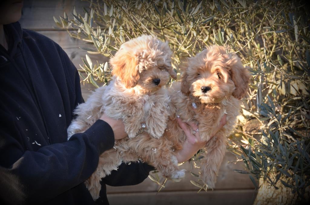 Maltipoo pups, Parvo, België, 15 weken tot 1 jaar, Overige rassen