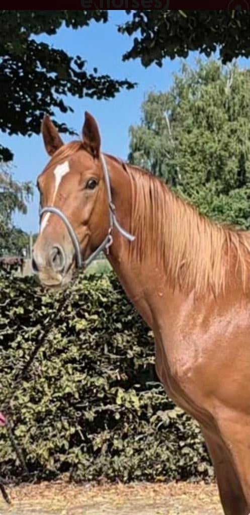 5j ruin pegase  x querlybet springen, Animaux & Accessoires, B, Hongre, 160 à 165 cm, Cheval de saut