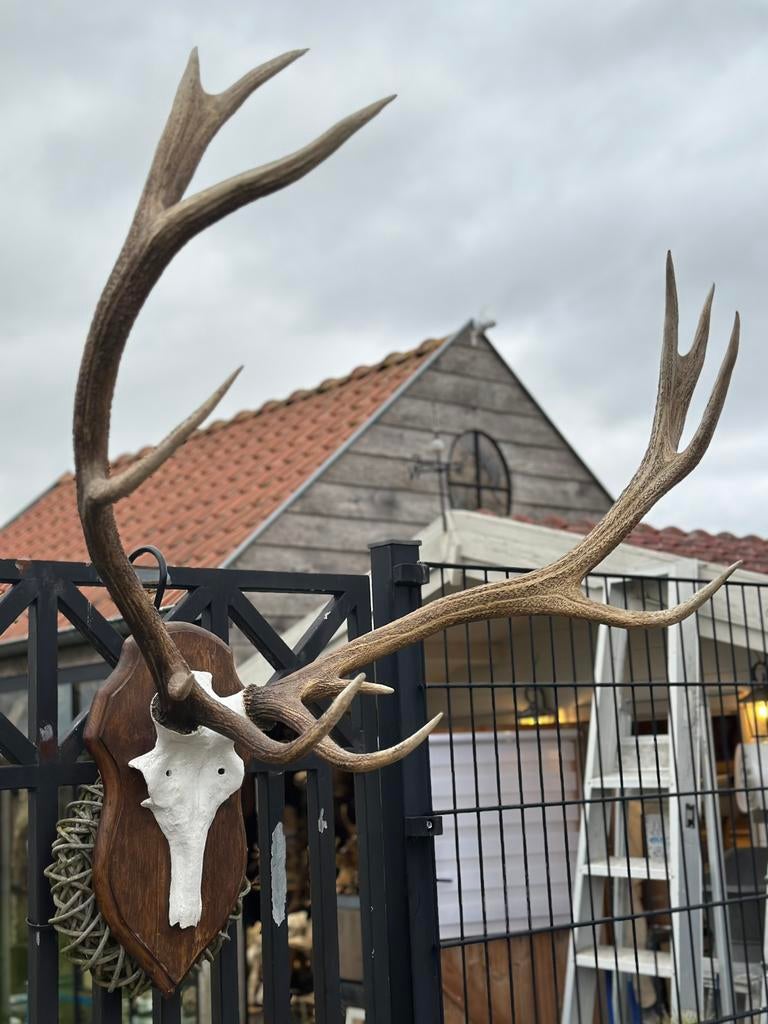 Groot gewei hert met gietijzeren schedel, Ophalen