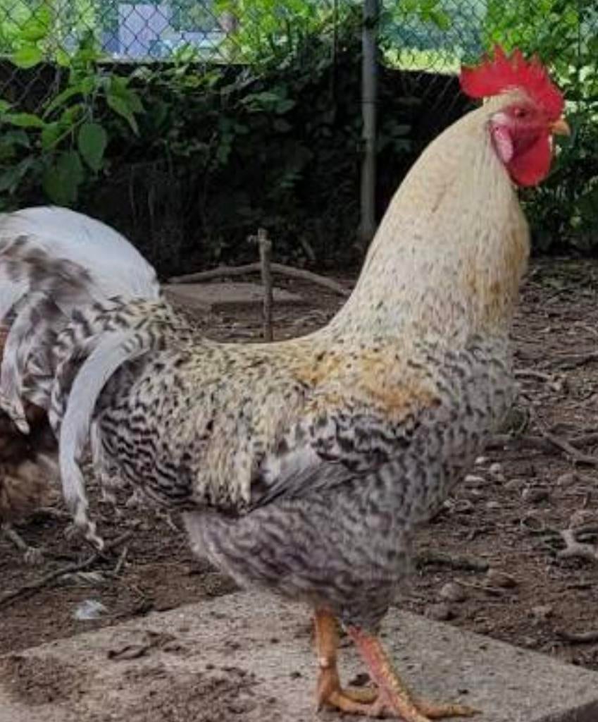 Broedeieren cream legbar crested 💙🩵💙🩵💙