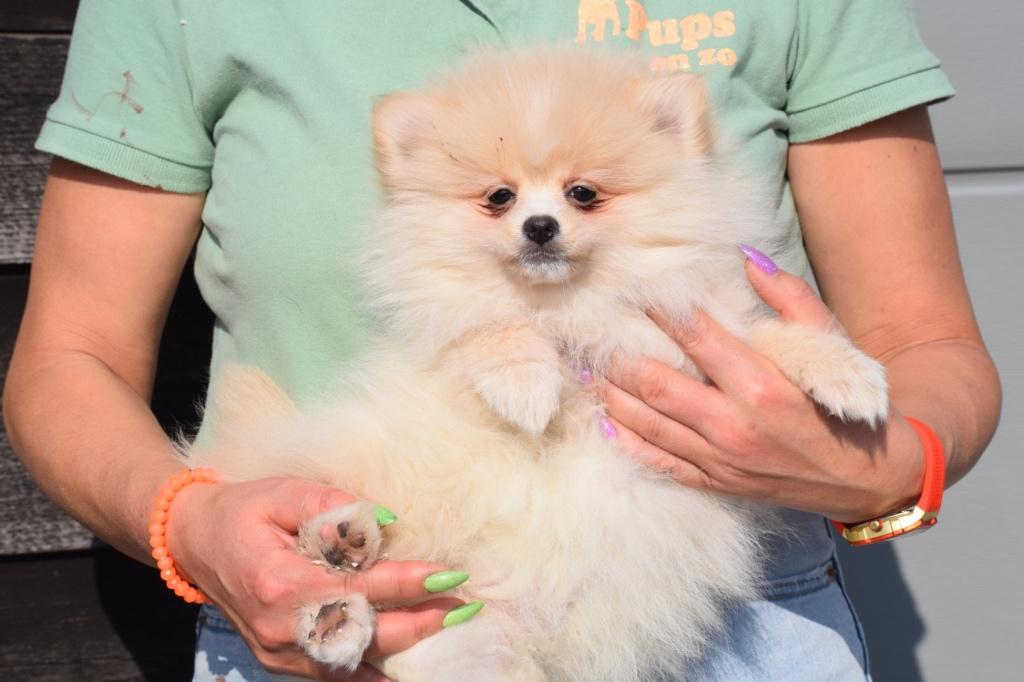Chiots de Poméranie, Spitz, Keeshond de Poméranie, 15 semaines à 1 an, Loulou, Hépatite contagieuse (maladie de Rubarth), Éleveur | Professionnel