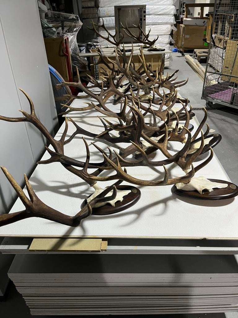 Bois de cerf, Collections, Enlèvement, Comme neuf