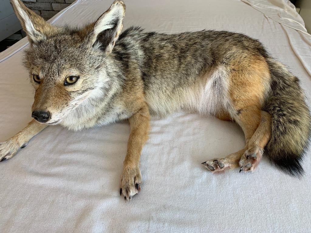 taxidermie/coyote à monture molle/animal en peluche, Envoi, Comme neuf, Animal sauvage, Animal empaillé