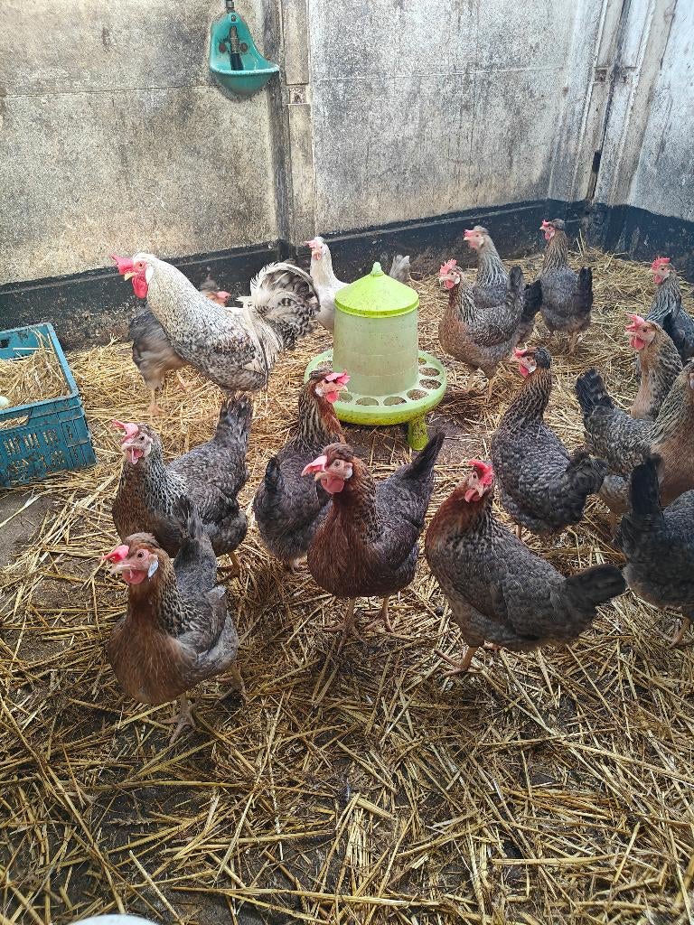 Broedeieren van cream legbar, Sexe inconnu, Poule ou poulet