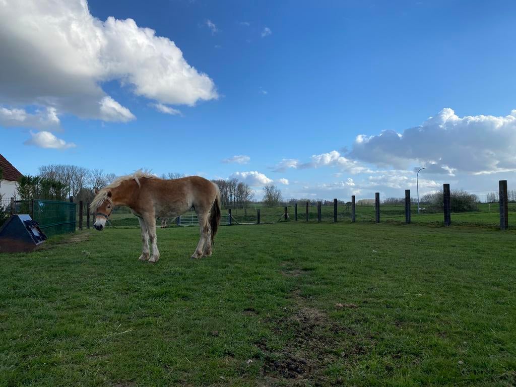Merrie haflinger, Jument, Moins de 160 cm, Avec pedigree, 0 à 2 ans