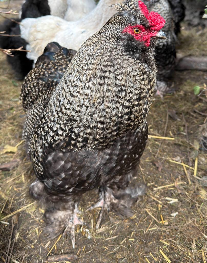 Zijdehoen/cochin mix haan, Dieren en Toebehoren, Mannelijk, Kip