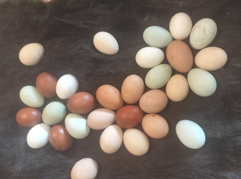 Broedeieren voor kleurleggers, Ophalen