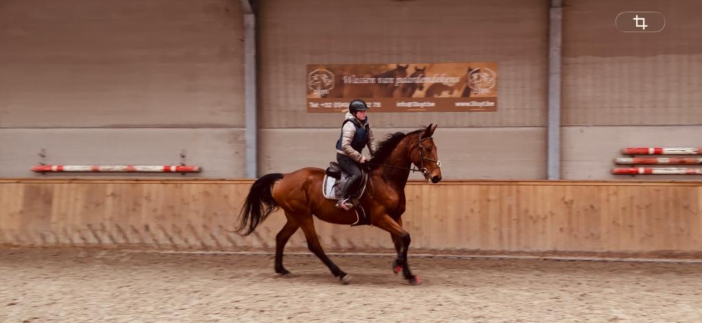 6-jarige merrie te koop, Animaux & Accessoires, Chevaux, Avec pedigree, Ne s'applique pas, Cheval de saut, 170 à 175 cm