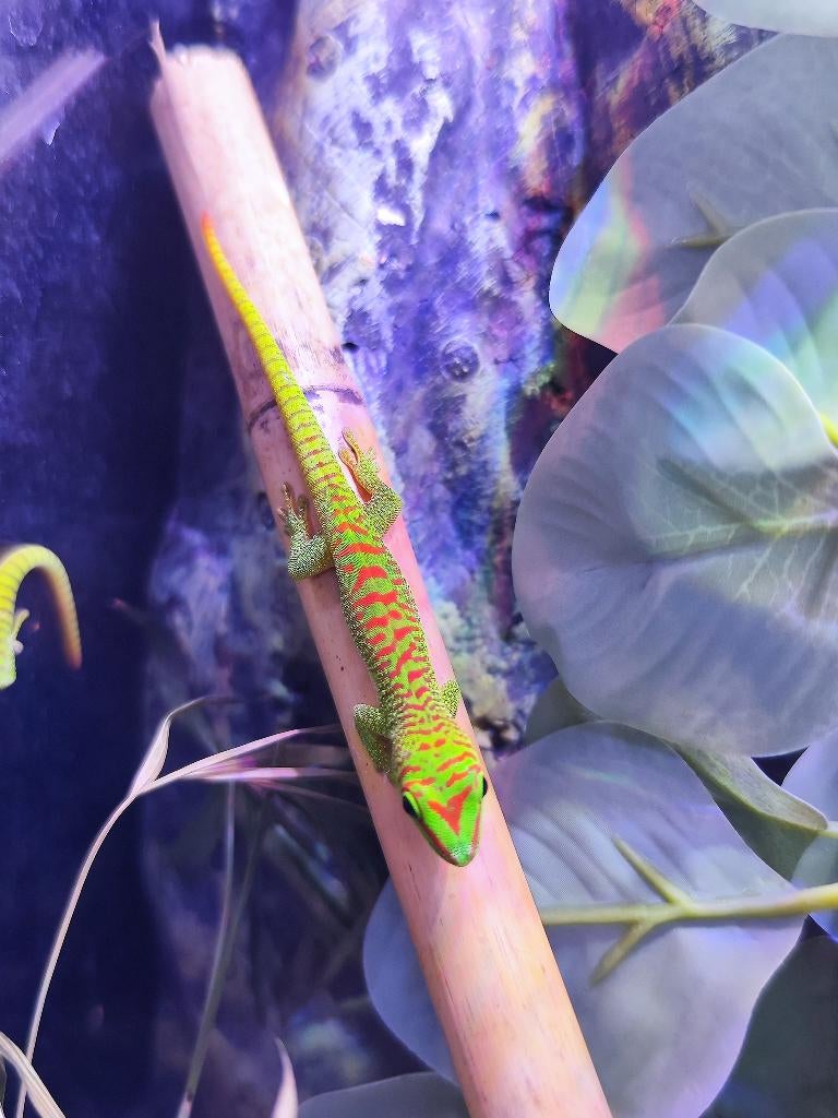 Phelsuma grandis gekko, Dieren en Toebehoren, Reptielen en Amfibieën, Hagedis, 0 tot 2 jaar