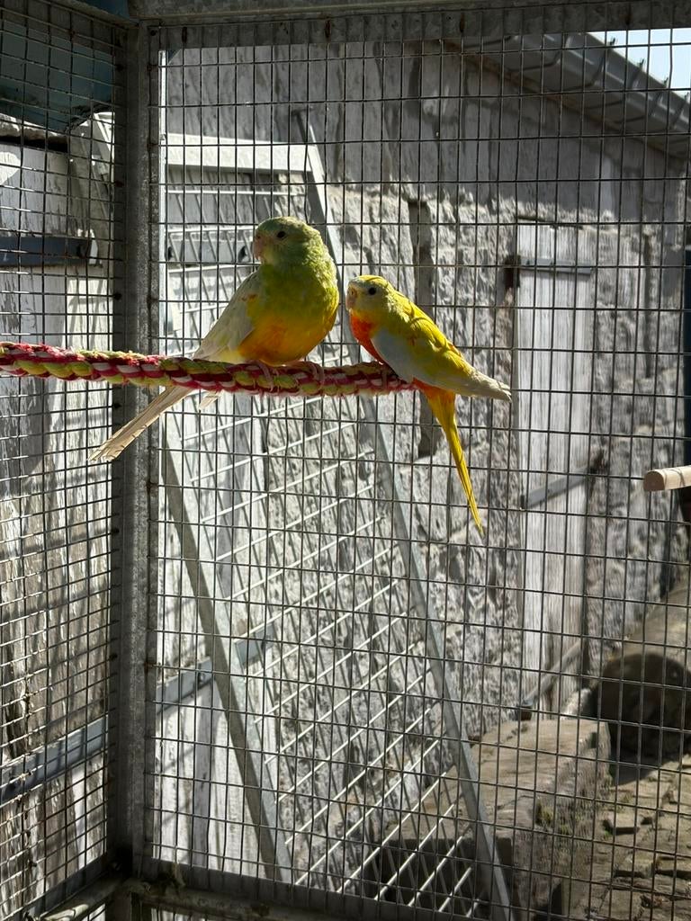 Couple de perruche a croupion de 2025, Enlèvement