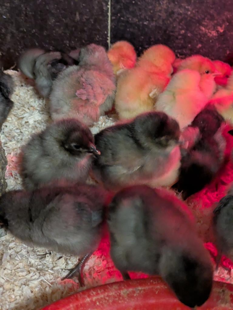 paaskuikentjes - kuikentjes legkip, Dieren en Toebehoren, Pluimvee