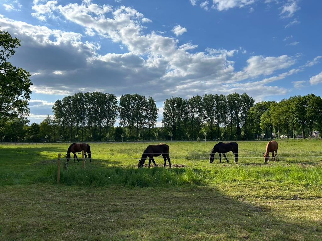 Verzorghulp gezocht, Dieren en Toebehoren, Paarden