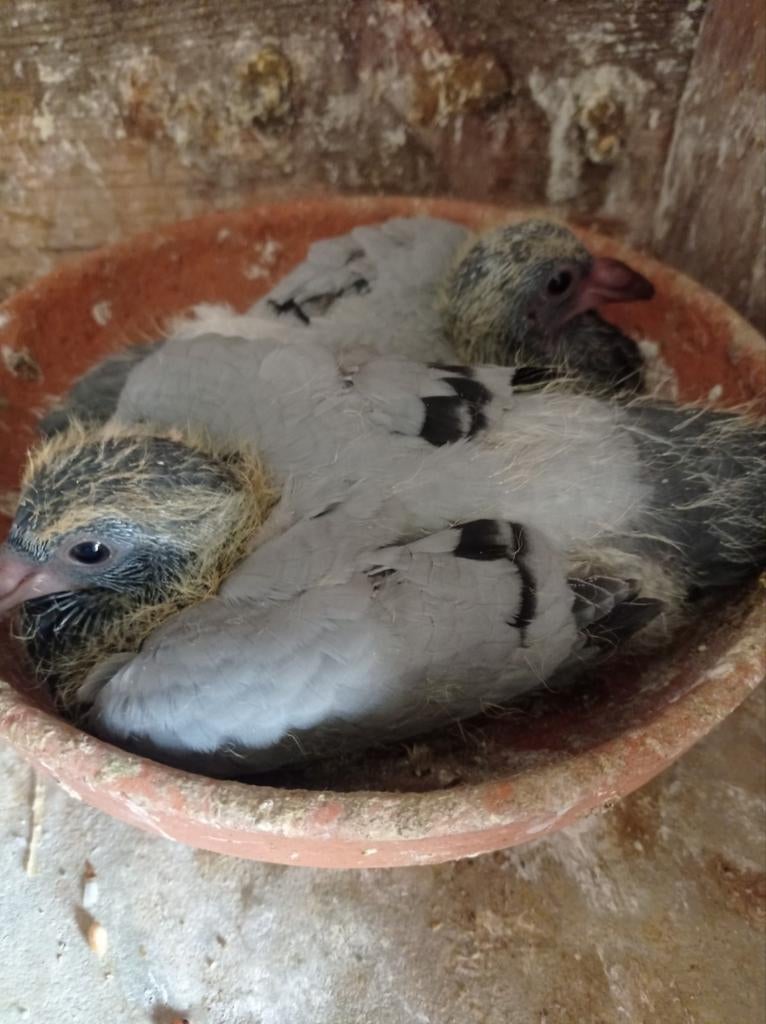 Mooie jonge duiven met prima afkomst