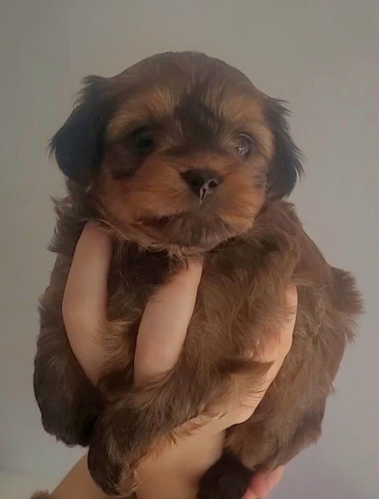 Mignons chiots hypoallergéniques, Autres races, 8 à 15 semaines, Plusieurs, Éleveur | Loisir