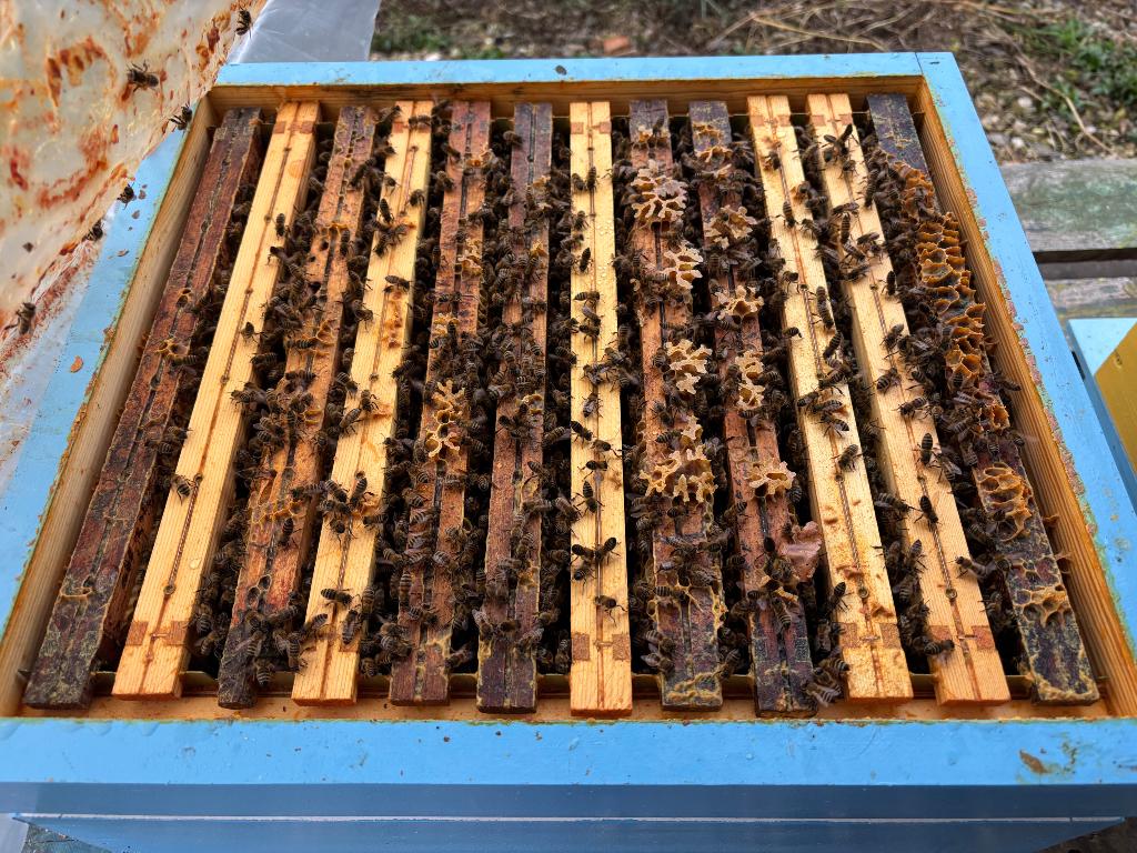 Bijenvolk, Dieren en Toebehoren, Bijen