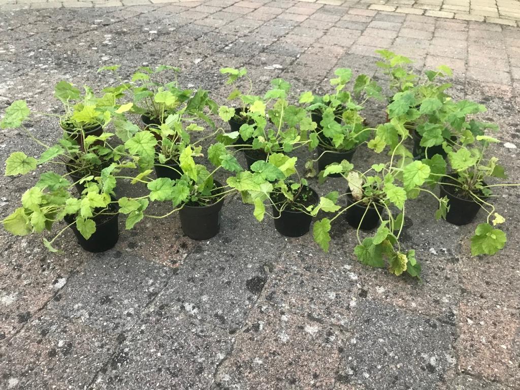 Tuinplanten, Tuin en Terras, Planten | Tuinplanten, Ophalen, Zomer