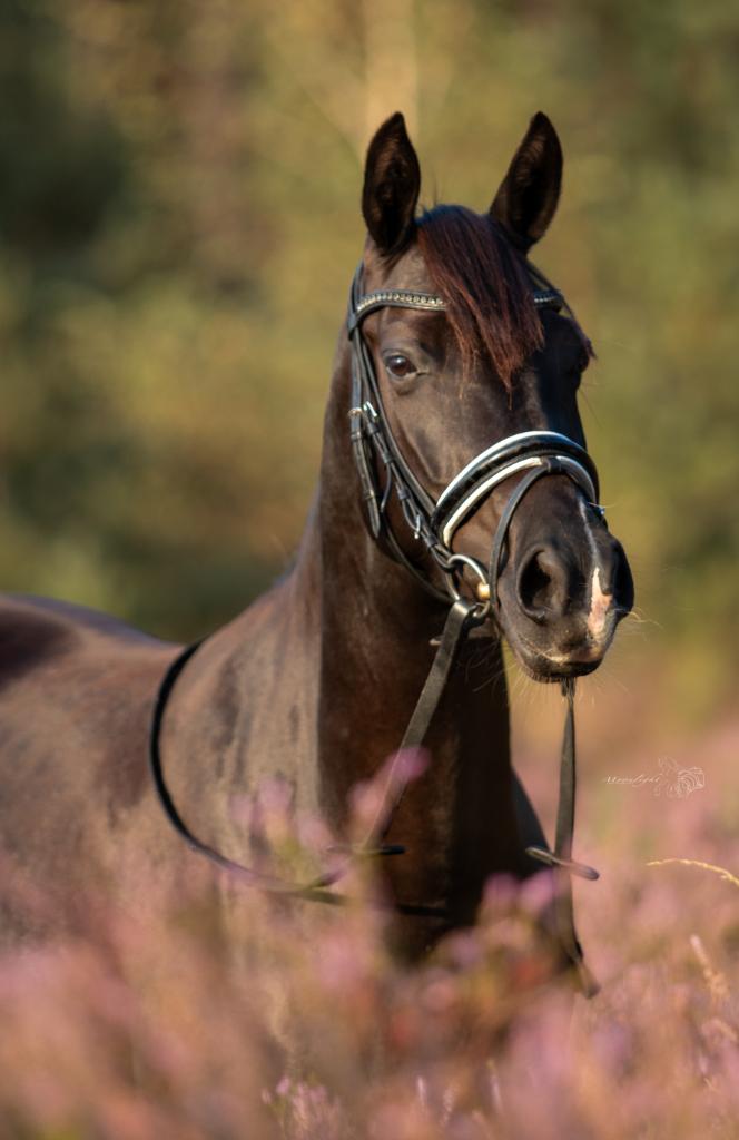 knappe zwarte Dpony merrie, Dieren en Toebehoren, Pony's, Merrie, Met stamboom, Dressuurpony, L