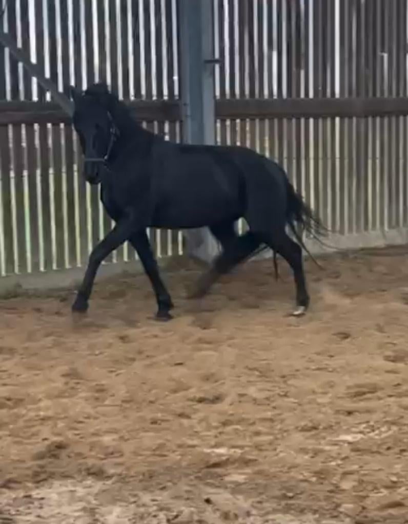 Mooie 6j zwarte kruising fries ruin te koop met stamboom, Dieren en Toebehoren, Paarden, Met stamboom, Ruin, Zadelmak, 3 tot 6 jaar