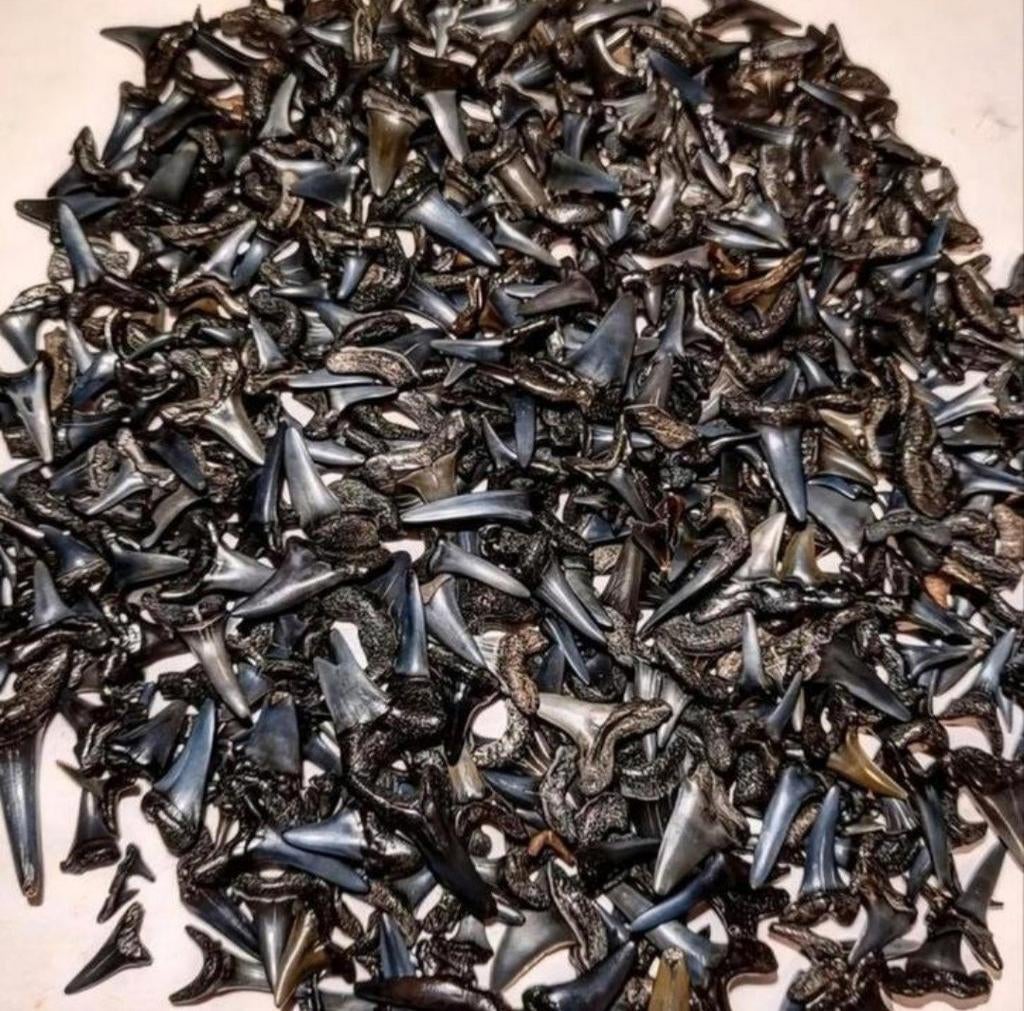 Gezocht haaientanden en of fragmenten per kg., Ophalen, Fossiel