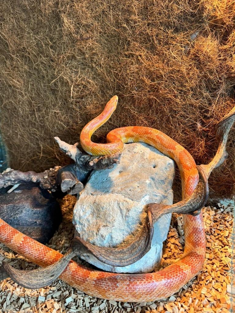 prachtige vrouwelijke slang met (terrarium is 80h/62), Dieren en Toebehoren, Ophalen