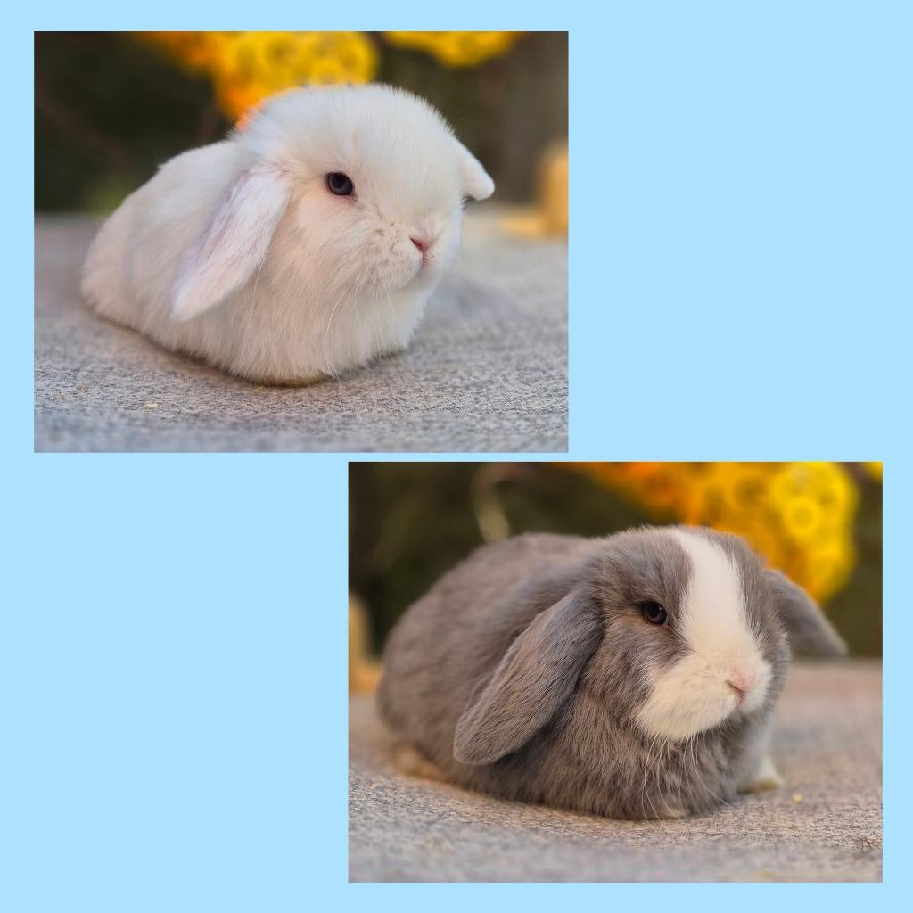 MINILOP KOPPELTJE, Dieren en Toebehoren, Konijnen, Meerdere dieren, Klein, Hangoor, 0 tot 2 jaar