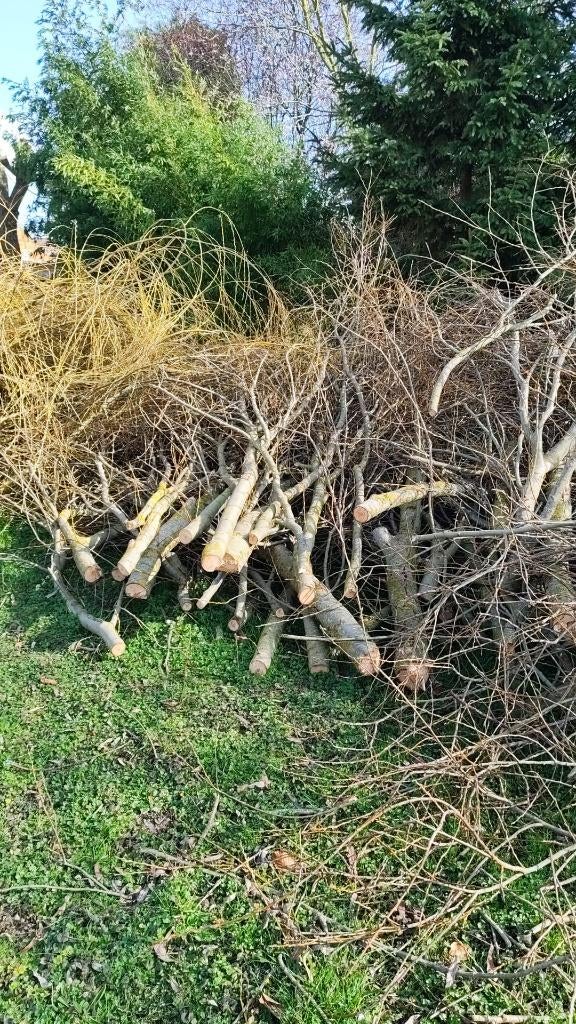 Hout van omgehakte boom en treurwilg, Tuin en Terras, 6 m³ of meer, Ophalen, Overige houtsoorten, Stammen