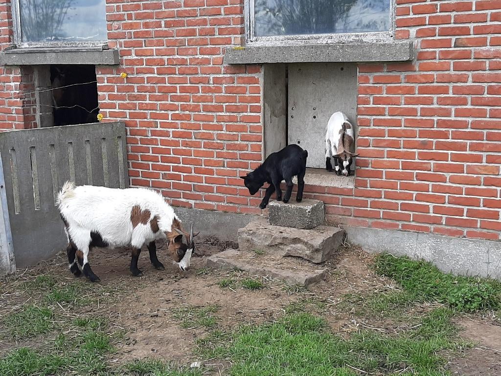 geitjes te koop, Dieren en Toebehoren, Geit