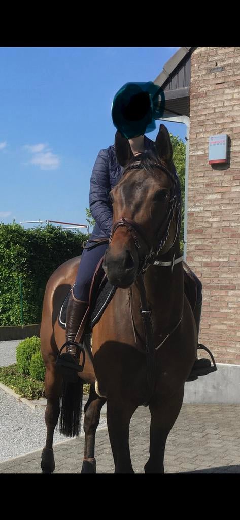 Franse volbloed merrie, Merrie