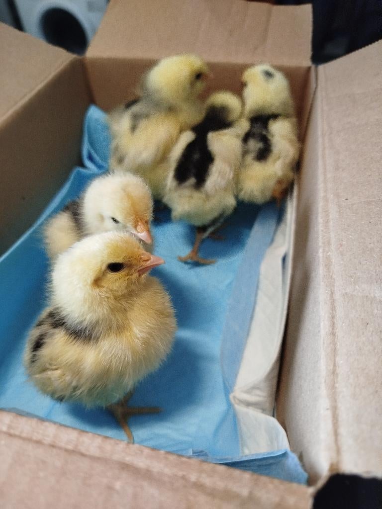 Bonte leghorn, Animaux & Accessoires