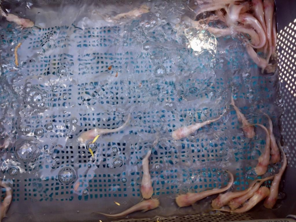 Albino meerval 12/15cm, Dieren en Toebehoren