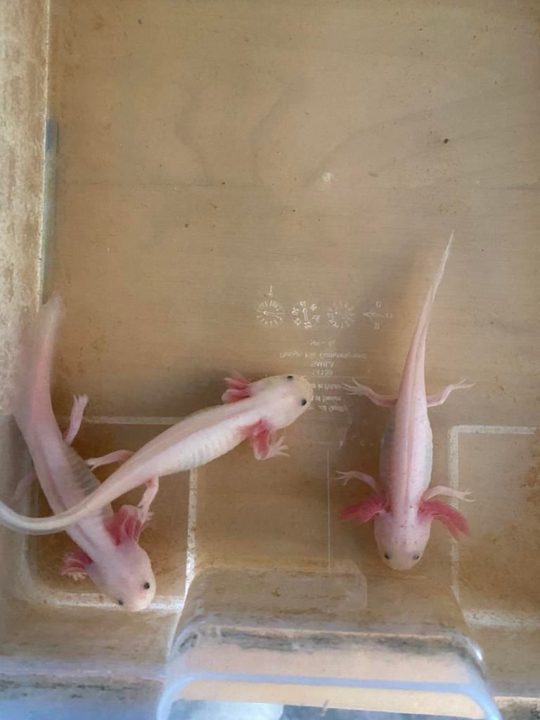 Jeunes axolotls à vendre, 30 eur, Autres types
